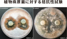 植物病原菌に対する拮抗性試験