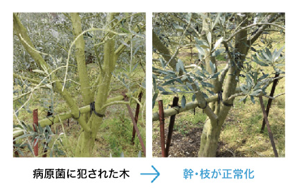 小豆島の炭そ病になったオリーブが正常化しました。